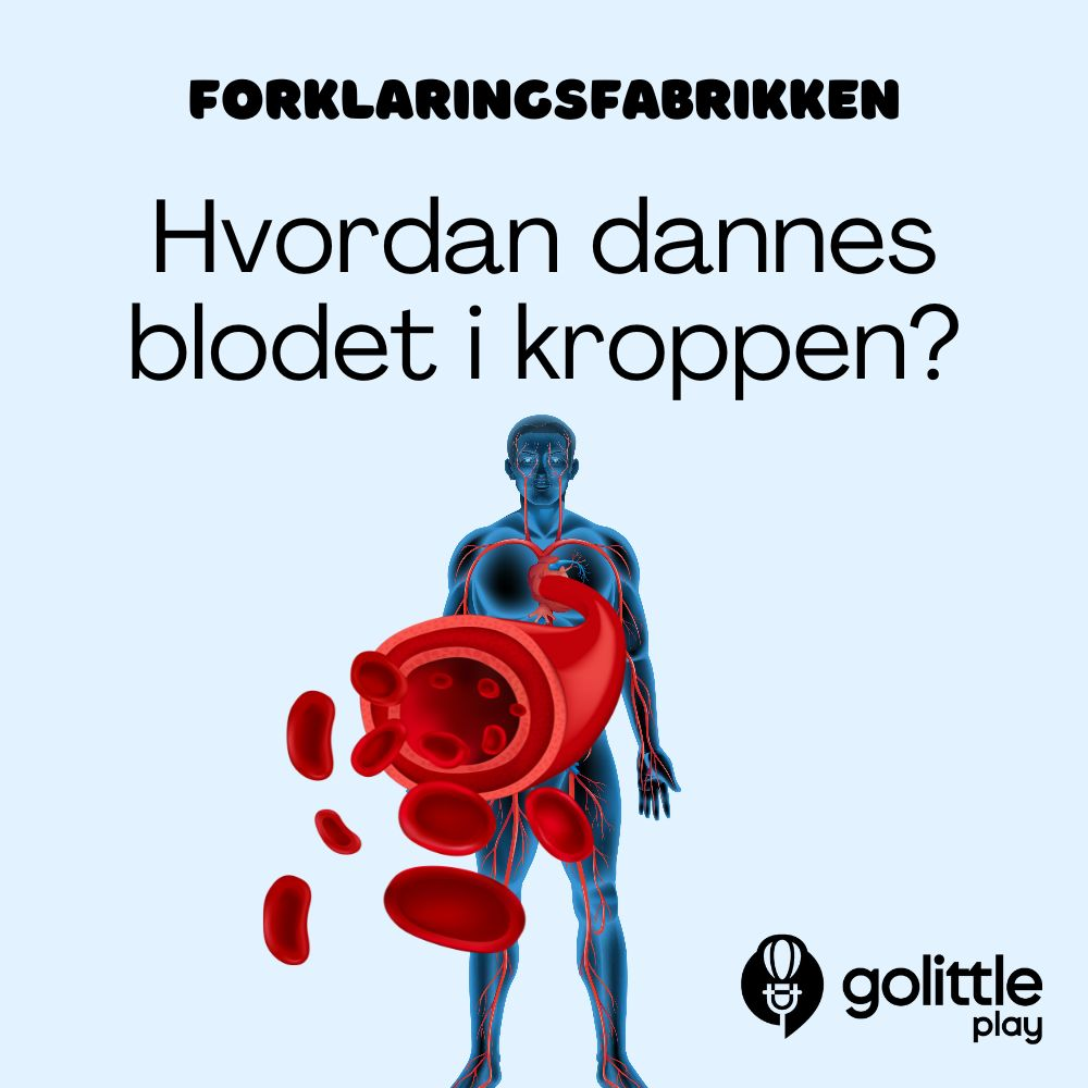 Forklaringsfabrikken: Hvordan dannes blodet i kroppen?