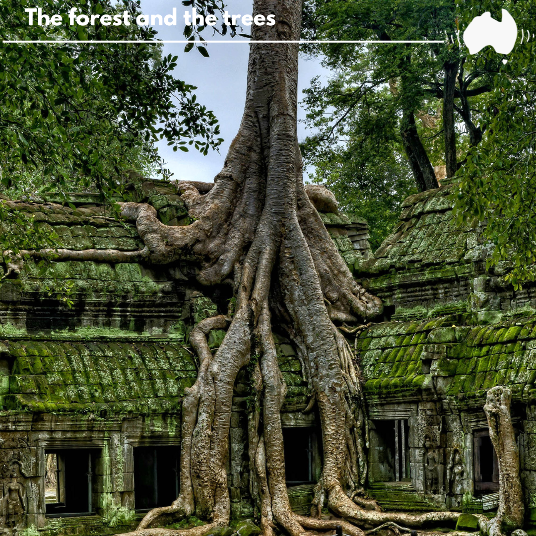 The Forest and The Trees