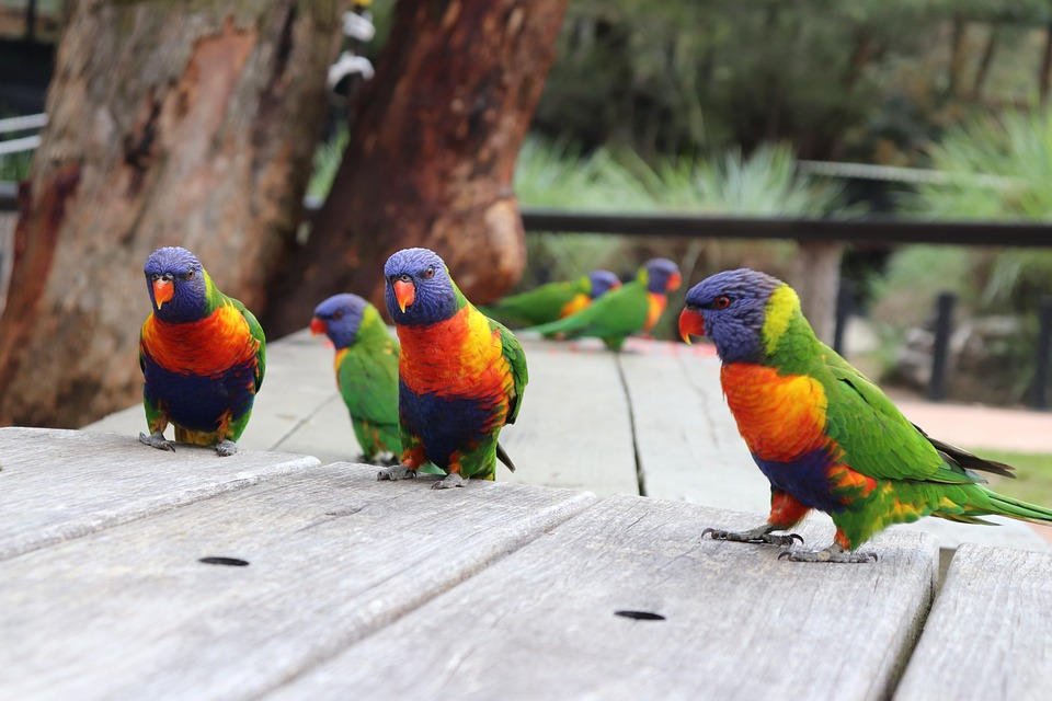Ecological Wonders