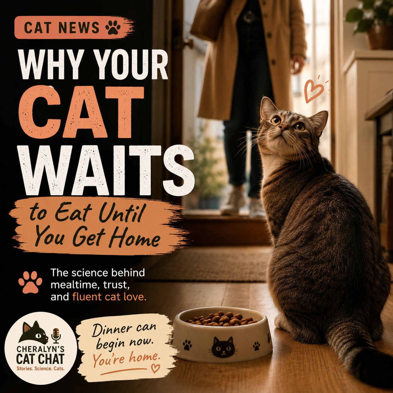 Cat News: Why Your Cat Waits to Eat Until You Get Home 01 July 2026 episode artwork
