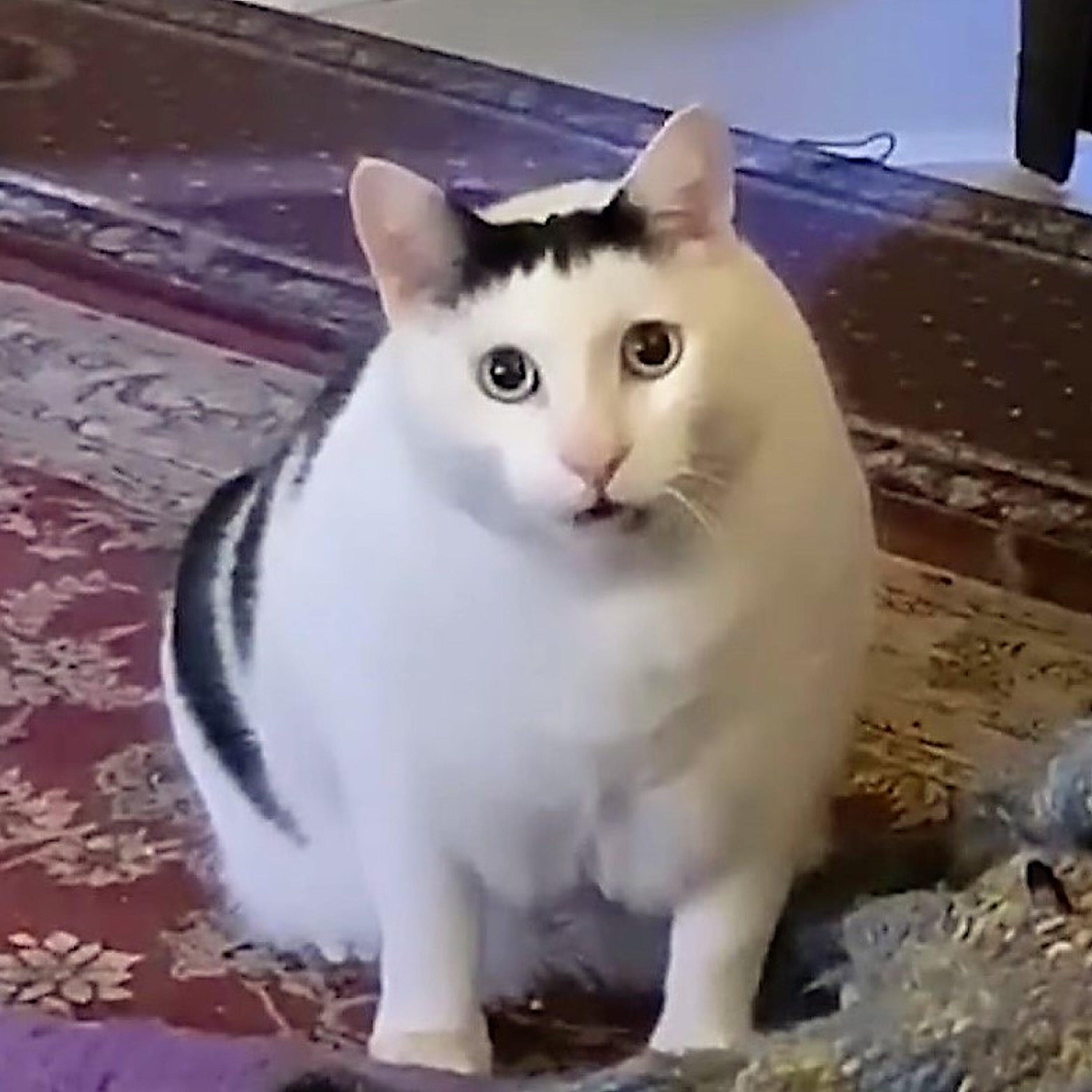 Cat News: Huh Cat, Australia’s 13kg Internet Sensation Who Just Says “Huh?” episode artwork