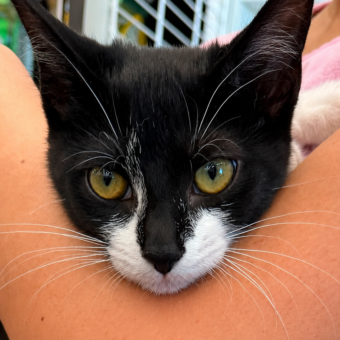 Cat News: The Incredible True Story of Magnolia the Bank Robbery Kitten 23 July 2026