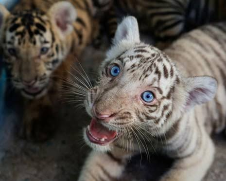 Cat News: Four Tiger Cubs Bring Hope During Cuba's Darkest Days 07 July 2026