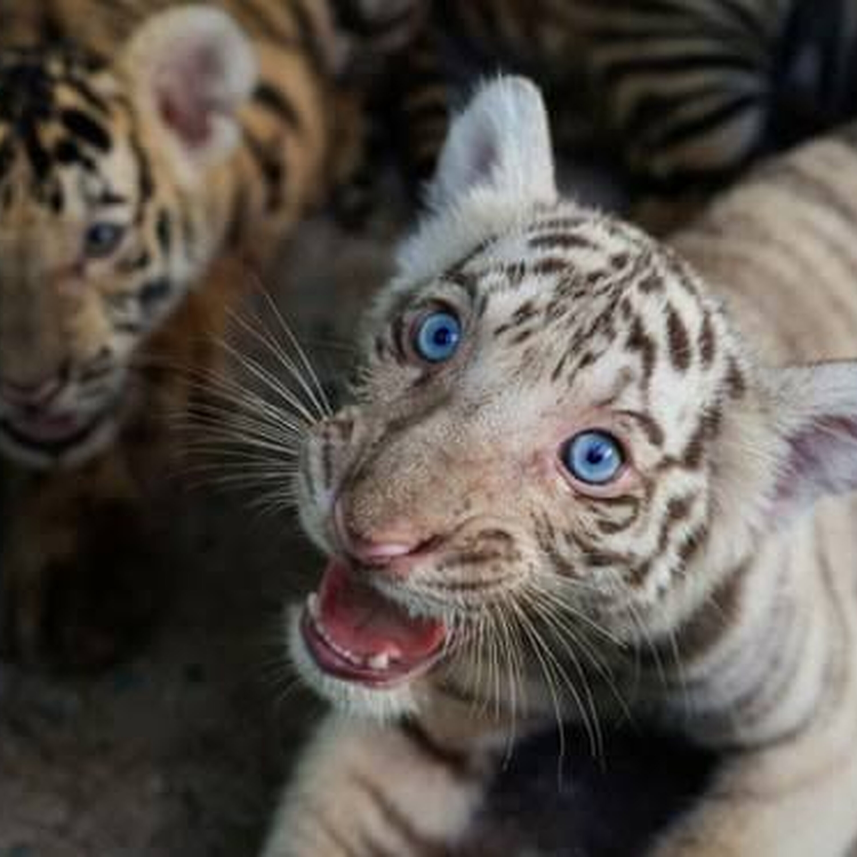 Cat News: Four Tiger Cubs Bring Hope During Cuba's Darkest Days 07 July 2026