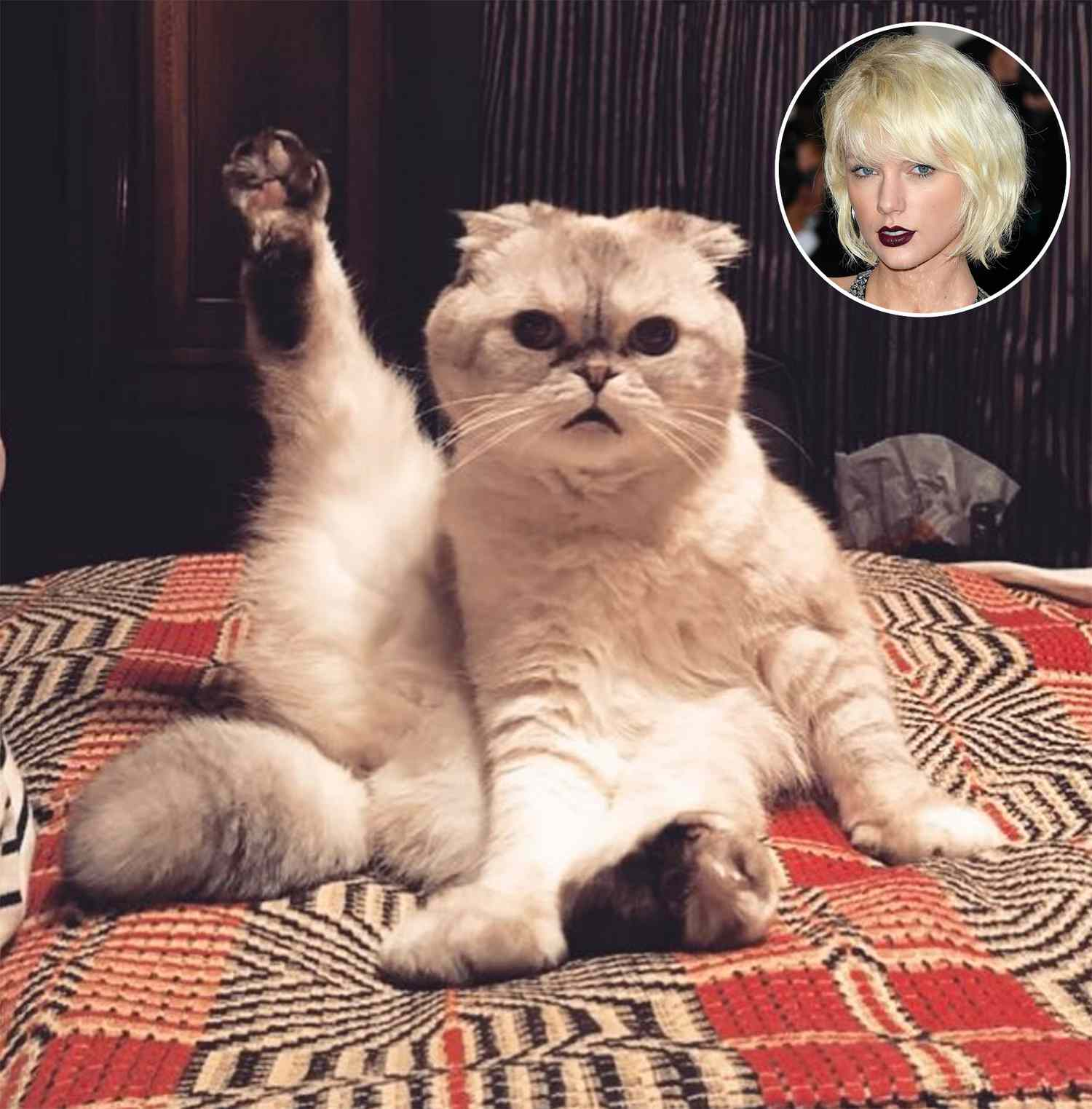 Cat News: Meet Olivia Benson, Taylor Swift’s Famous Scottish Fold 31 July 2026