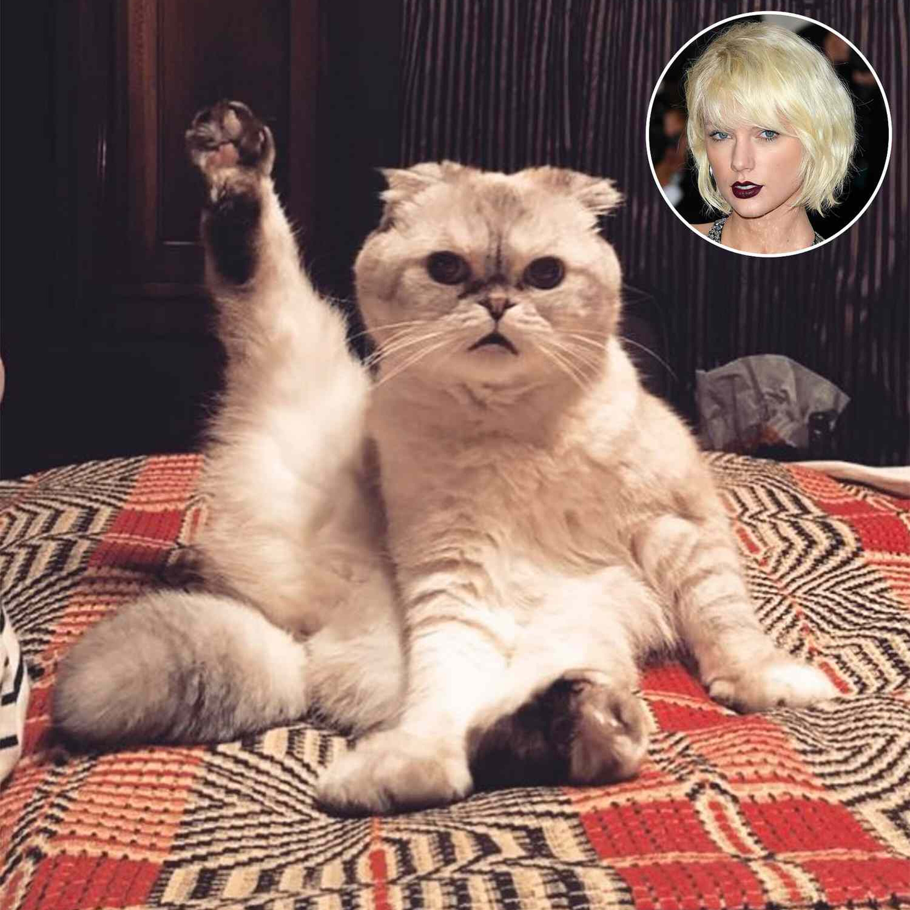 Cat News: Meet Olivia Benson, Taylor Swift’s Famous Scottish Fold 31 July 2026