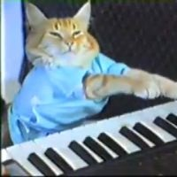 Cat News: Keyboard Cat 02 June 2026 episode artwork