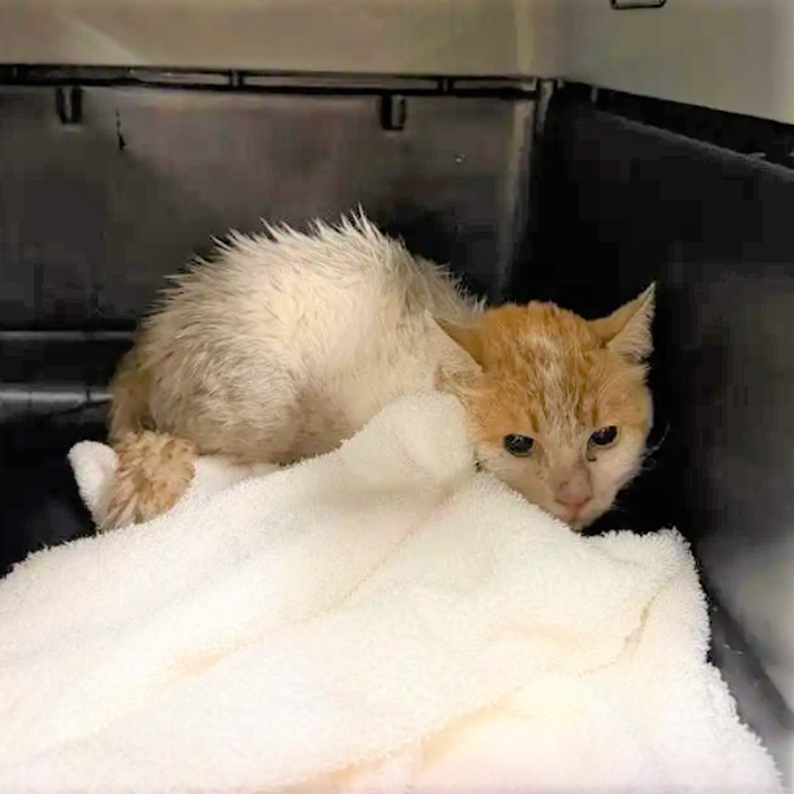 Cat News: Cat Lost at Airport for Two Weeks Turns Up Safe After Her Mystery Adventure 04 September 2026