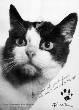 Cat News: Félicette the Space Cat 11 June 2026 episode artwork