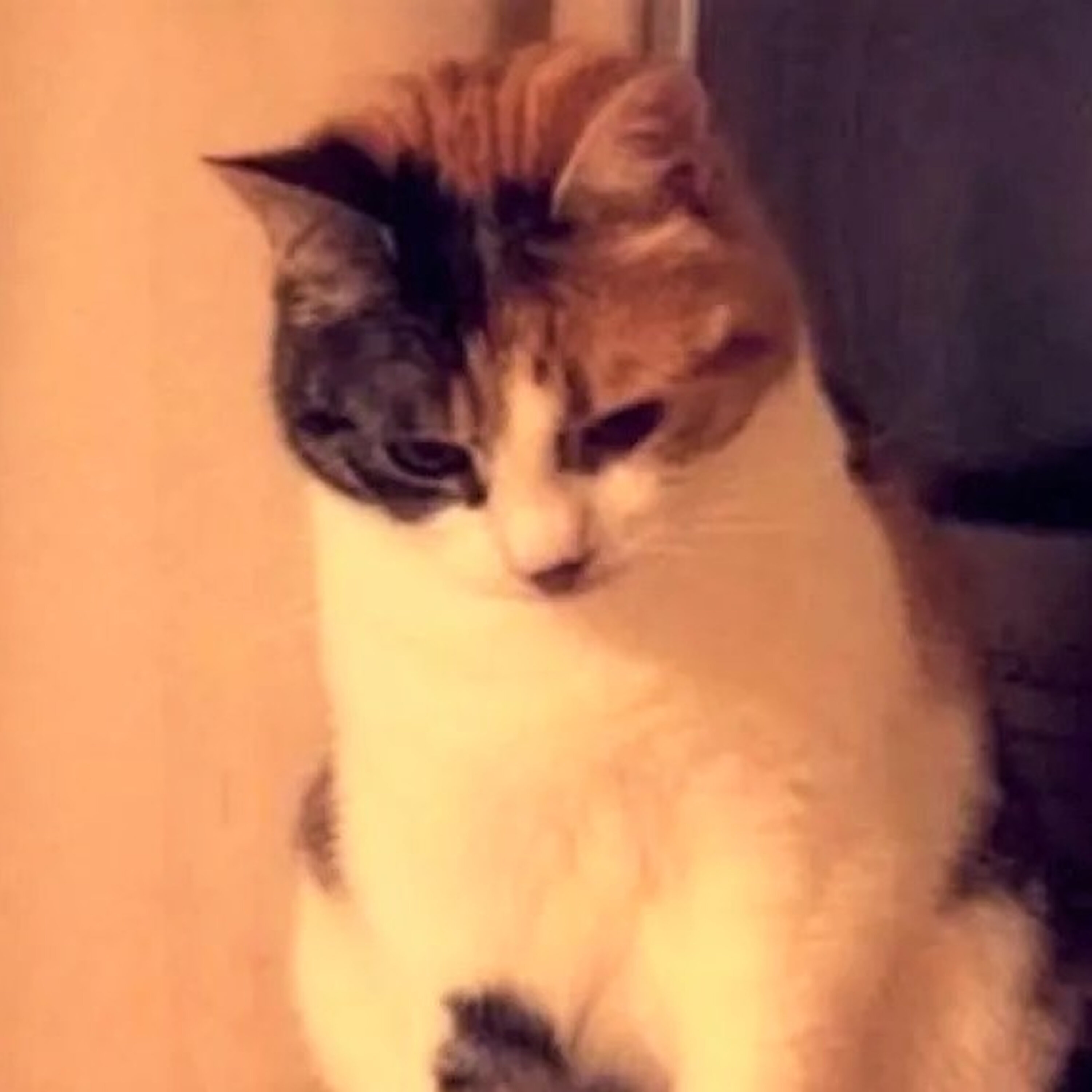 Cat News: Cat Returns Home After 10 Years 17 August 2026