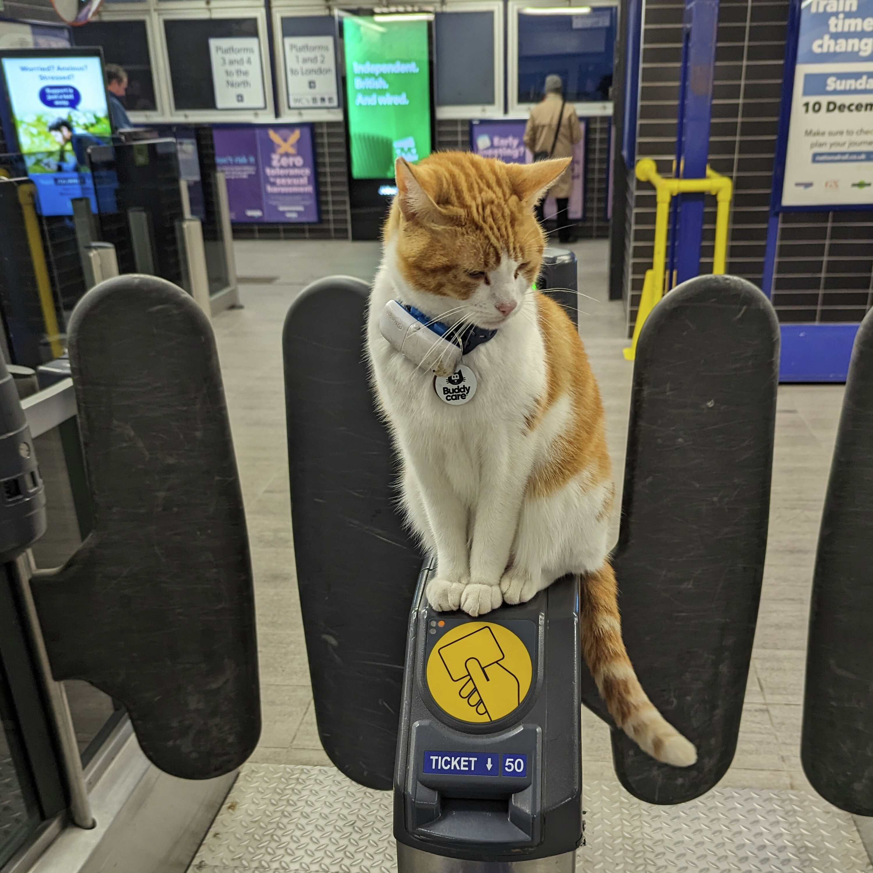 Cat News: Meet Nala, Britain's Most Beloved Station Cat