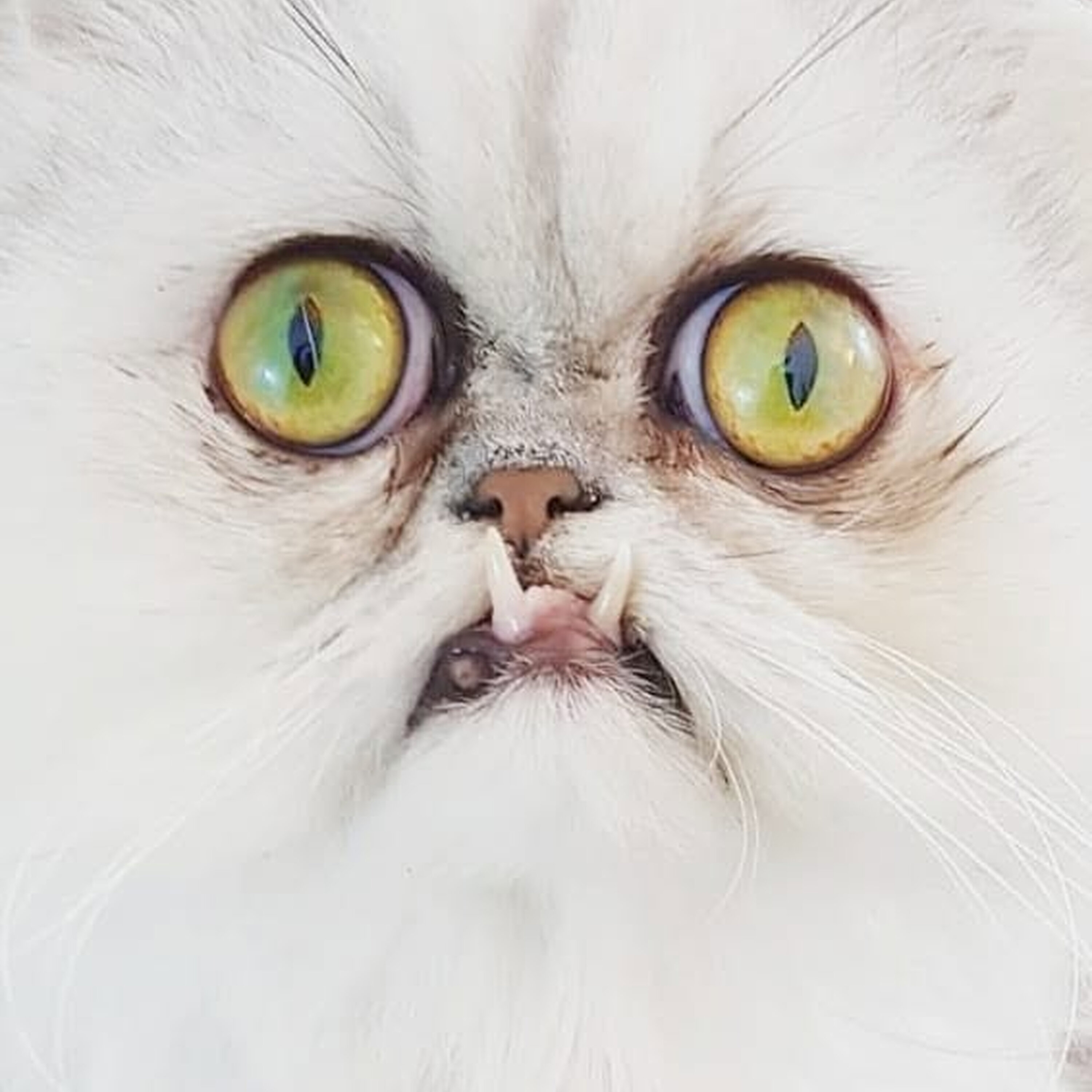 Cat News: Wilfred Warrior 17 July 2026