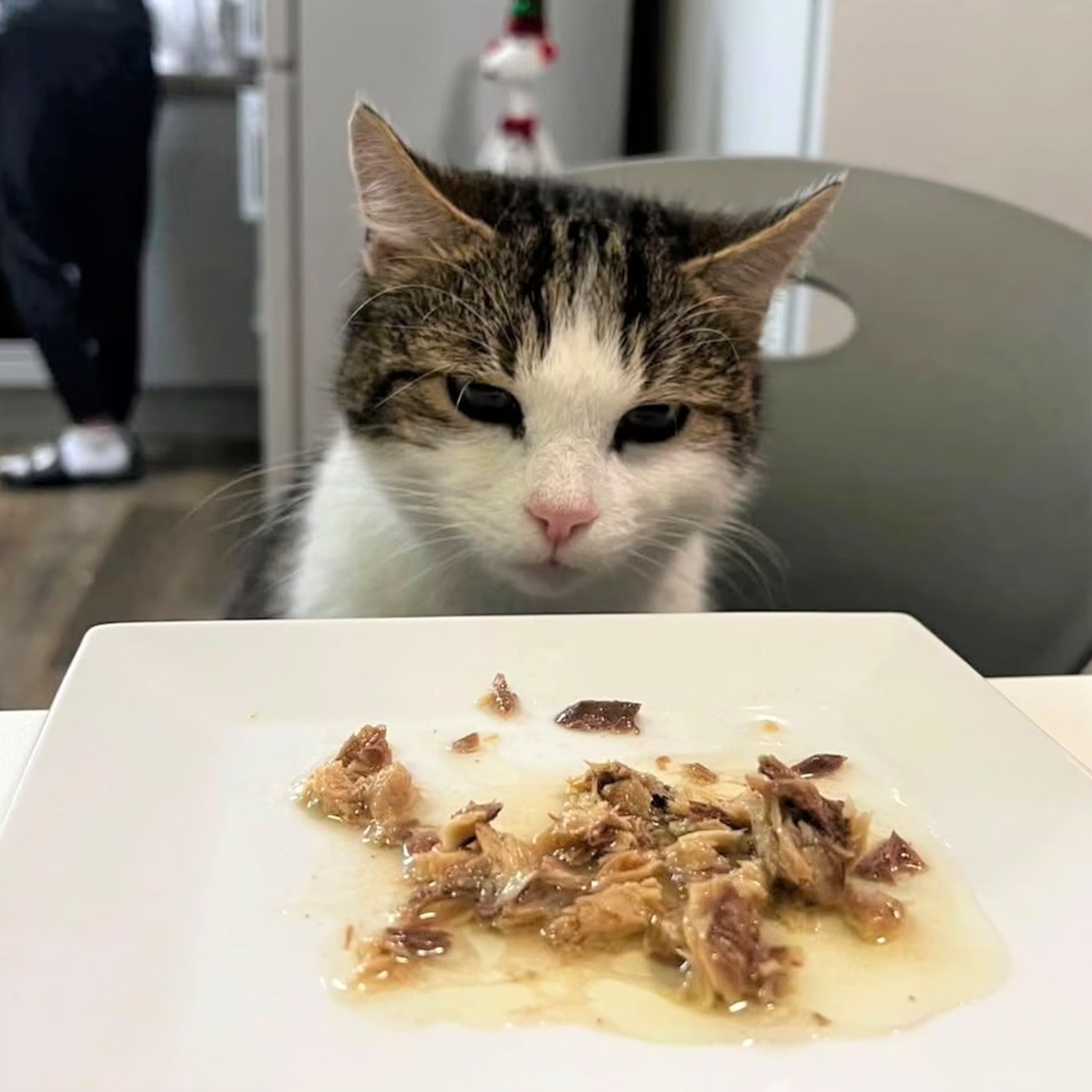 Cat News: Harold The University Cat Who Made Students Feel at Home 07 September 2026