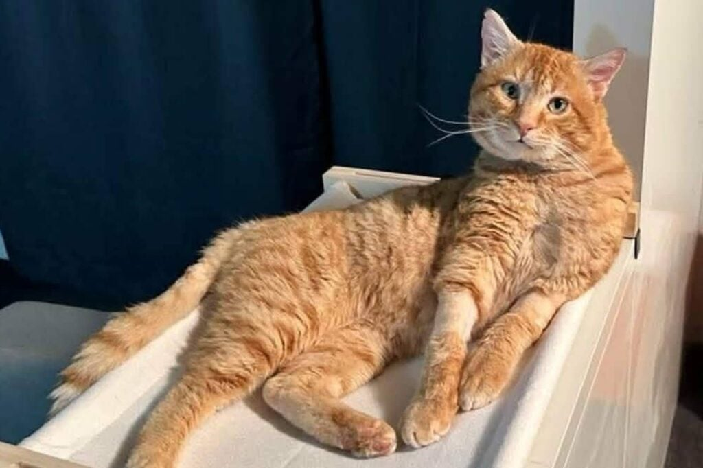 Cat News: Sir Bruv the Brave 06 July 2026
