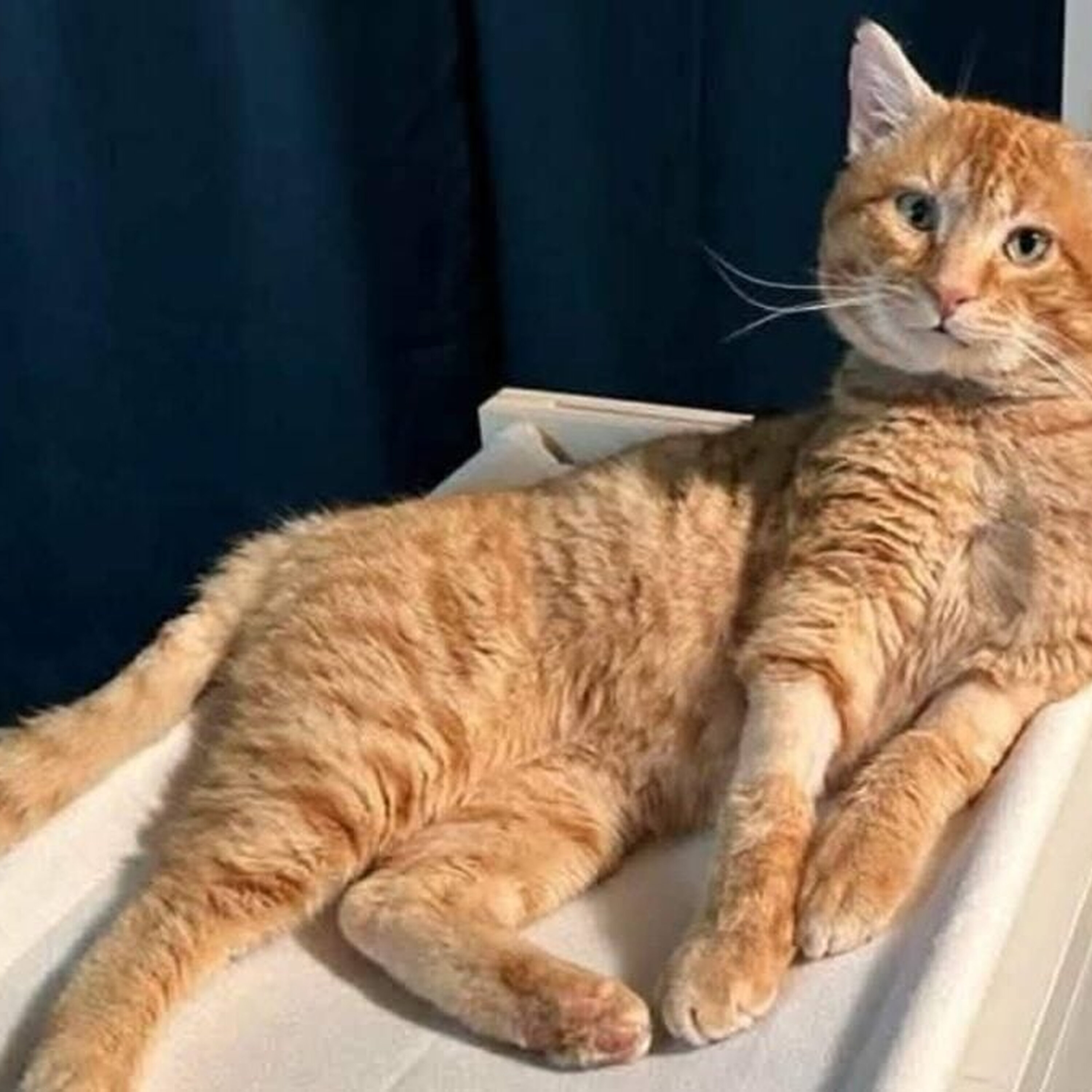 Cat News: Sir Bruv the Brave 06 July 2026