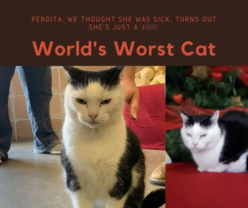 Cat News: The “World’s Worst Cat” Had 100 People Fighting to Adopt Her 28 August 2026