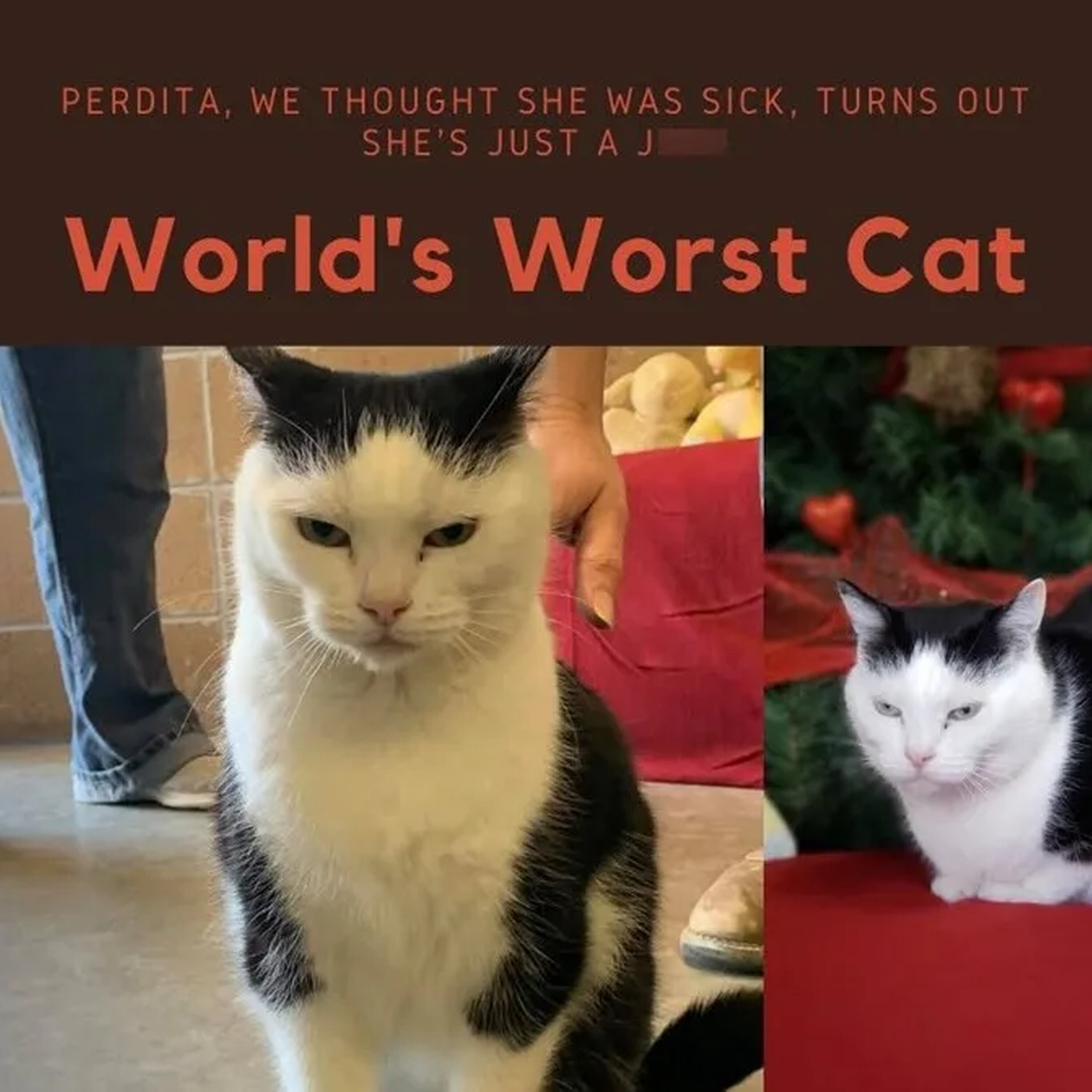 Cat News: The “World’s Worst Cat” Had 100 People Fighting to Adopt Her 28 August 2026