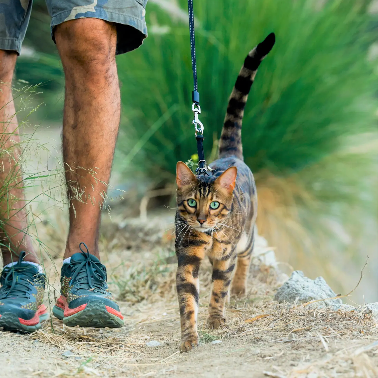 Cat News: What If Your Cat Took You for a Walk? 08 September 2026