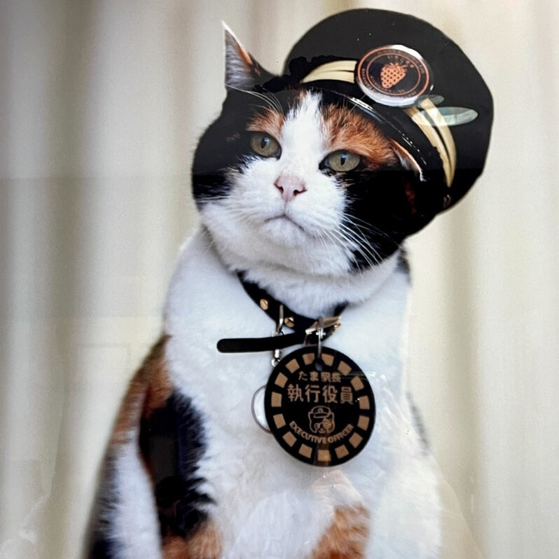 Cat News: Tama the Station Master 17 June 2026 episode artwork