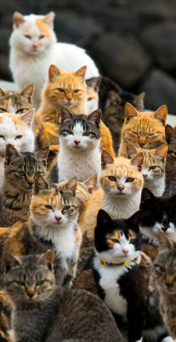 Cat News: Aoshima (Cat Island) 12 June 2026 episode artwork