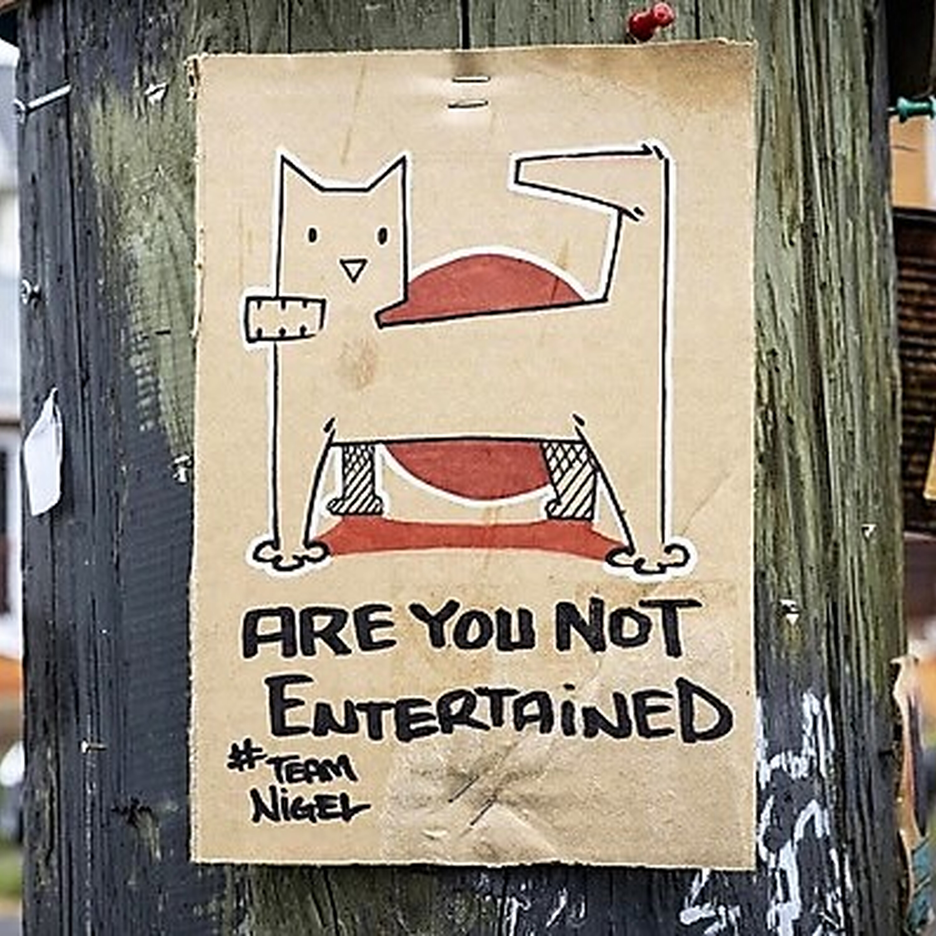 Cat News: Nigel, The Cat Who Took Over an Entire Neighbourhood14 August 2026
