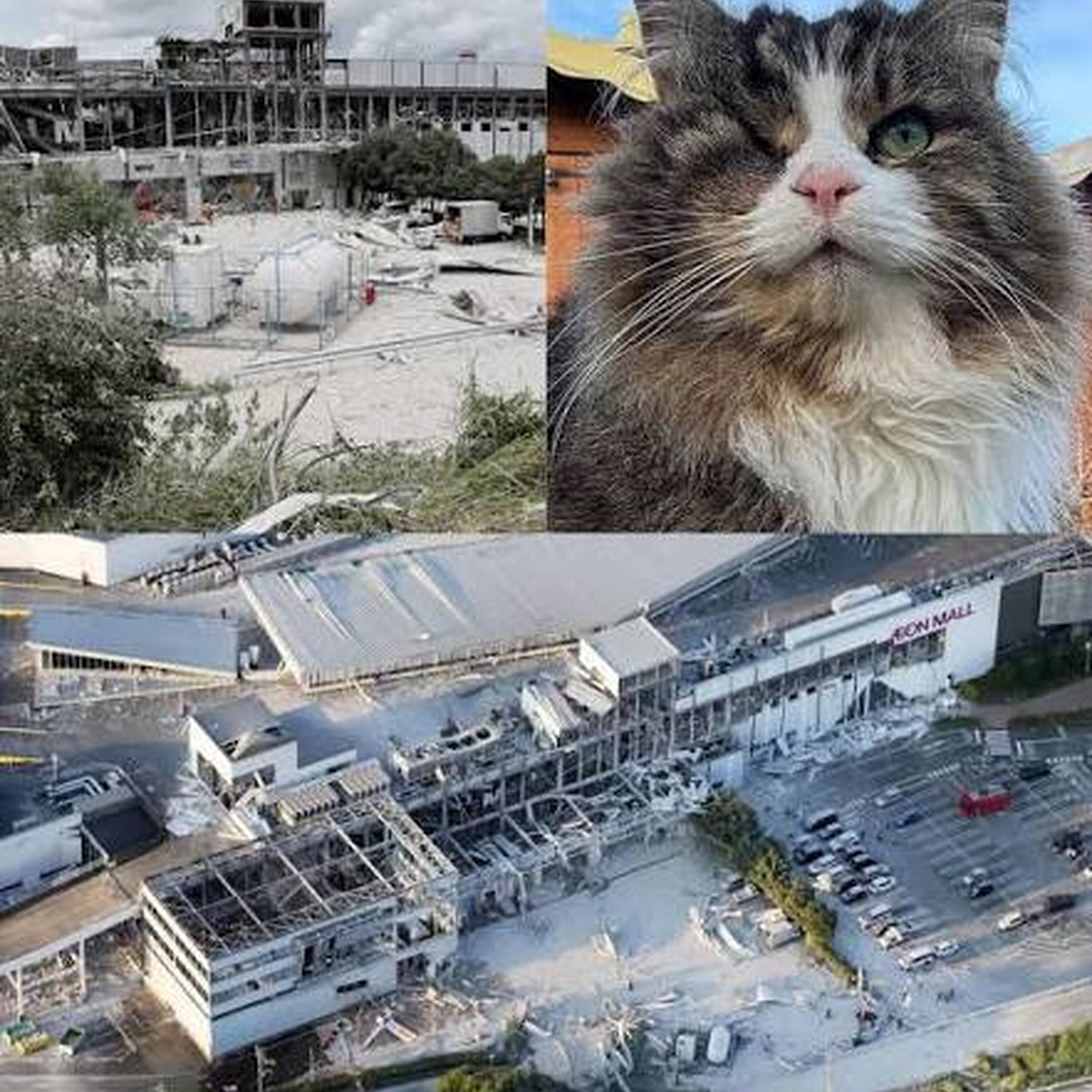 Cat News: 25 Cats Trapped After Japan Earthquake Are Rescued Alive