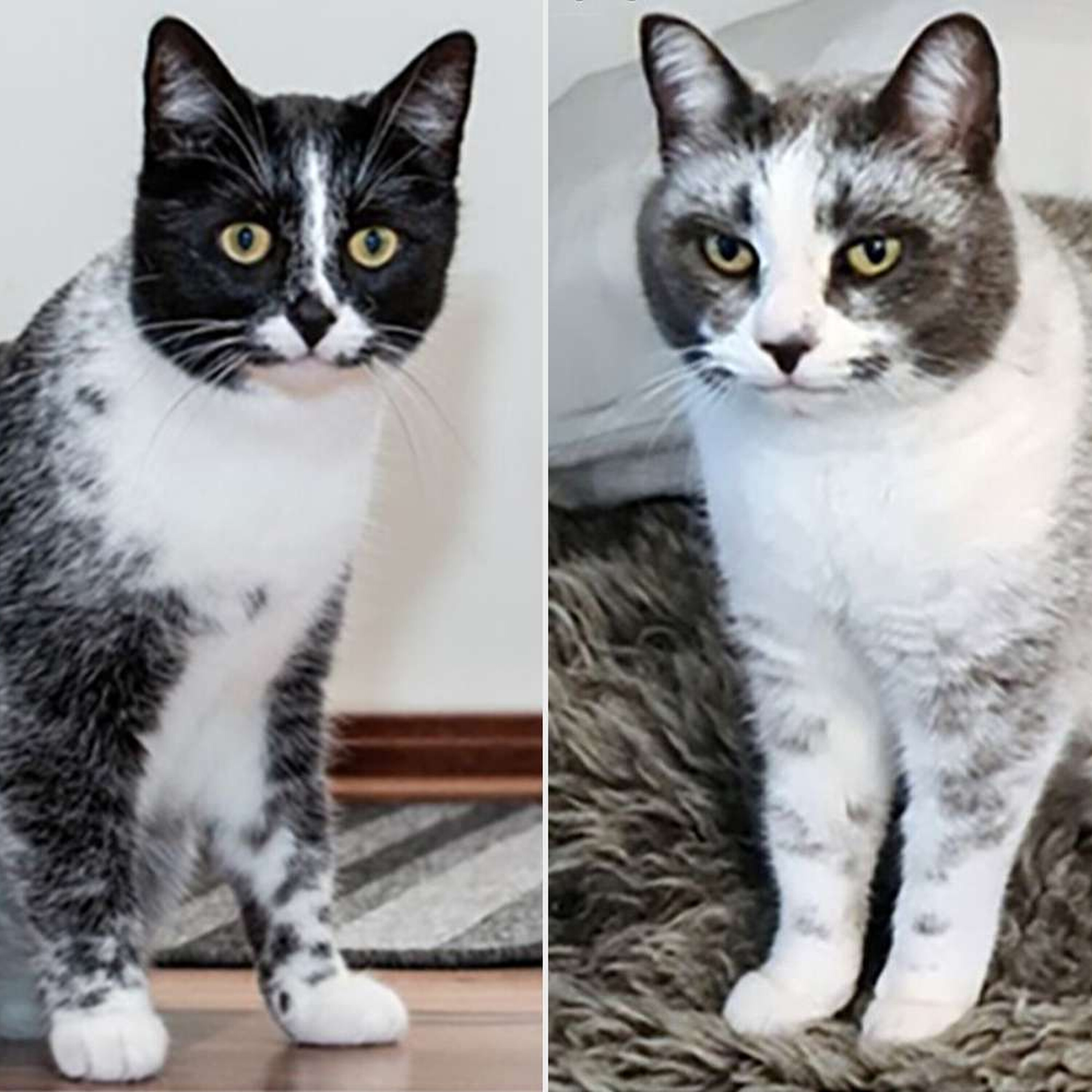 Cat News: The New Cat Colour Science Never Saw Coming 29 June 2026