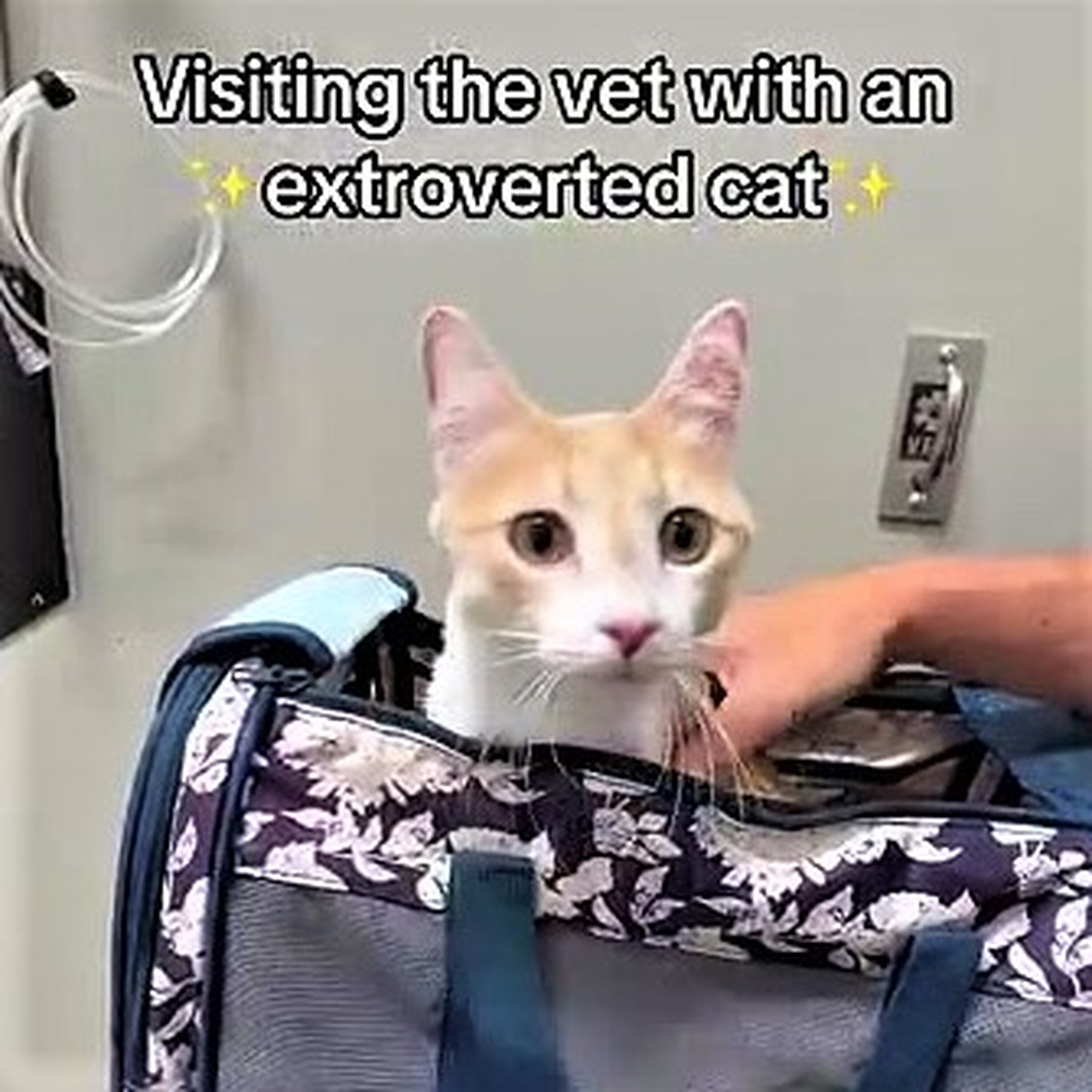 Cat News: Meet Ollie, The Cat Who Thinks the Vet Is a Social Club 03 September 2026