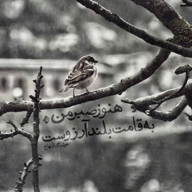 🎶سایه. هنوز صبر من به قامت بلند آرزوست!