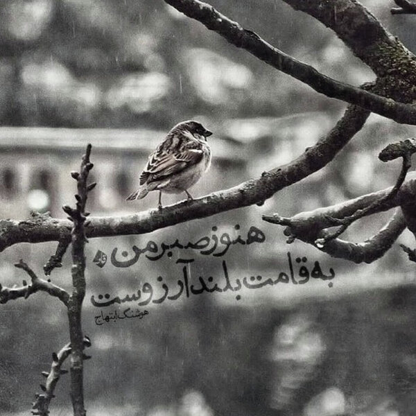 🎶سایه. هنوز صبر من به قامت بلند آرزوست!