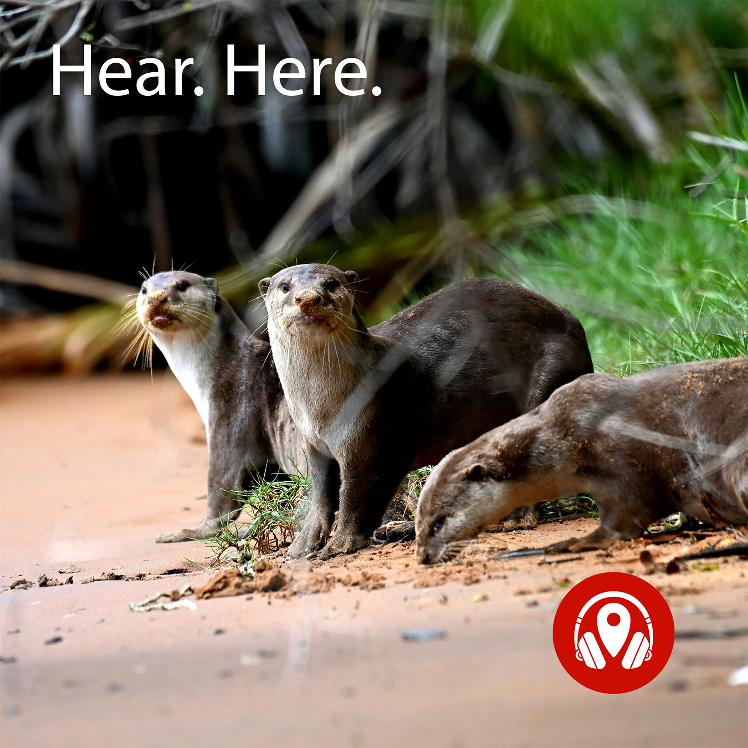 You Otter Go to the Night Safari!