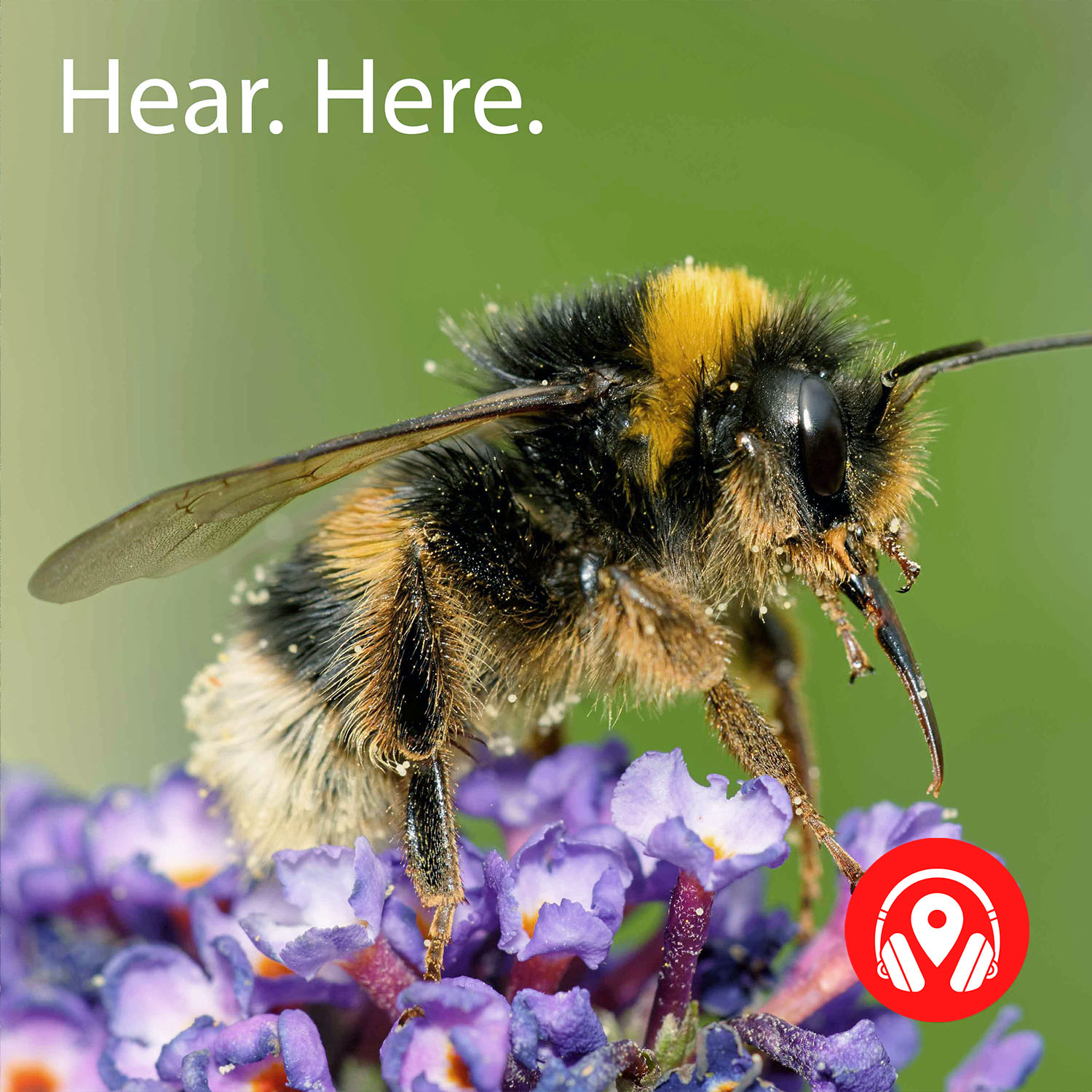769201 Busy Bees