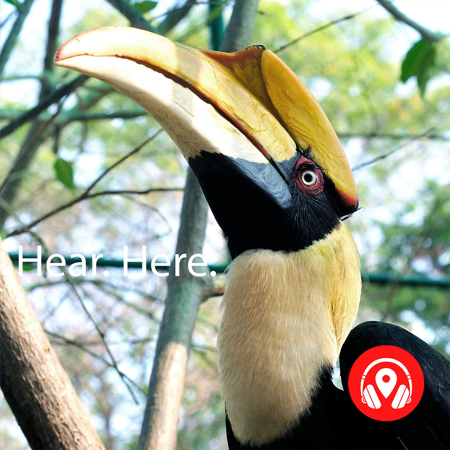 628925 Trumpeter Hornbill