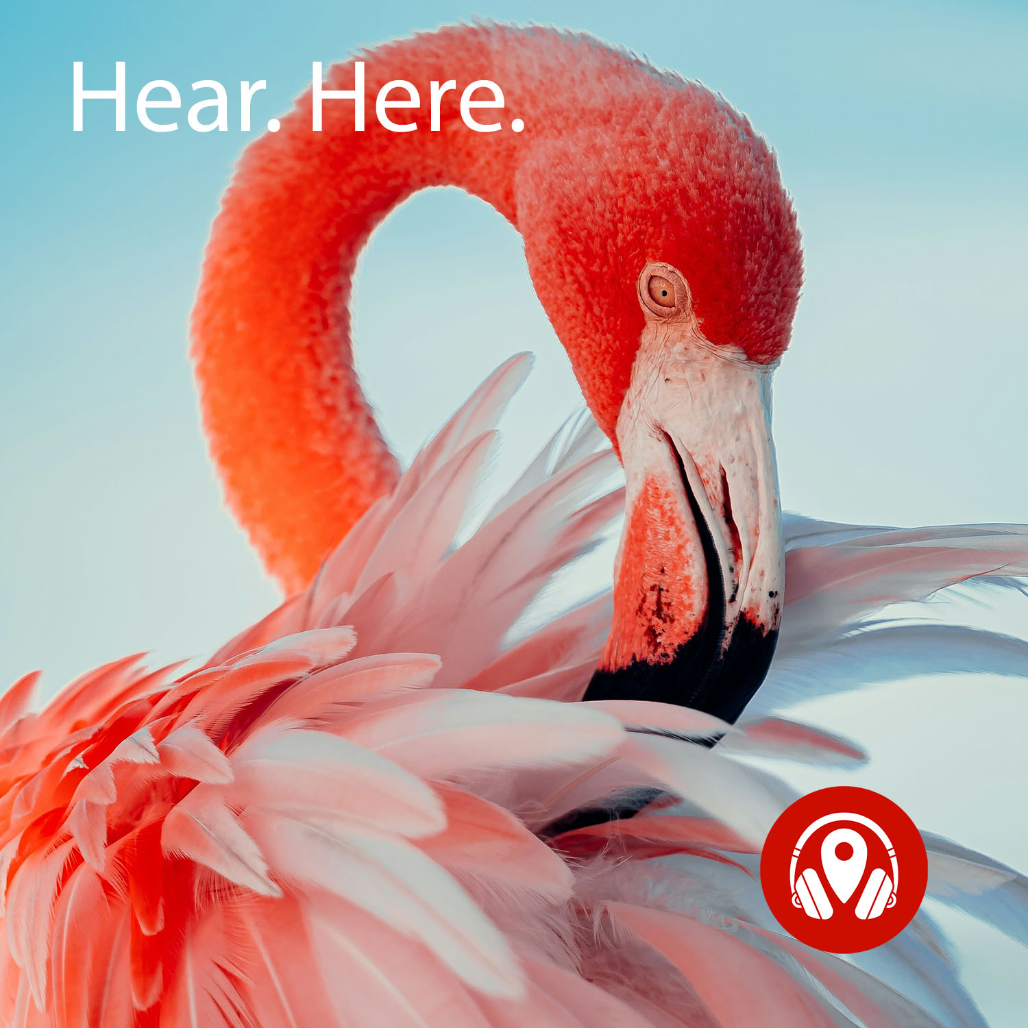Flamingo a Go-Go
