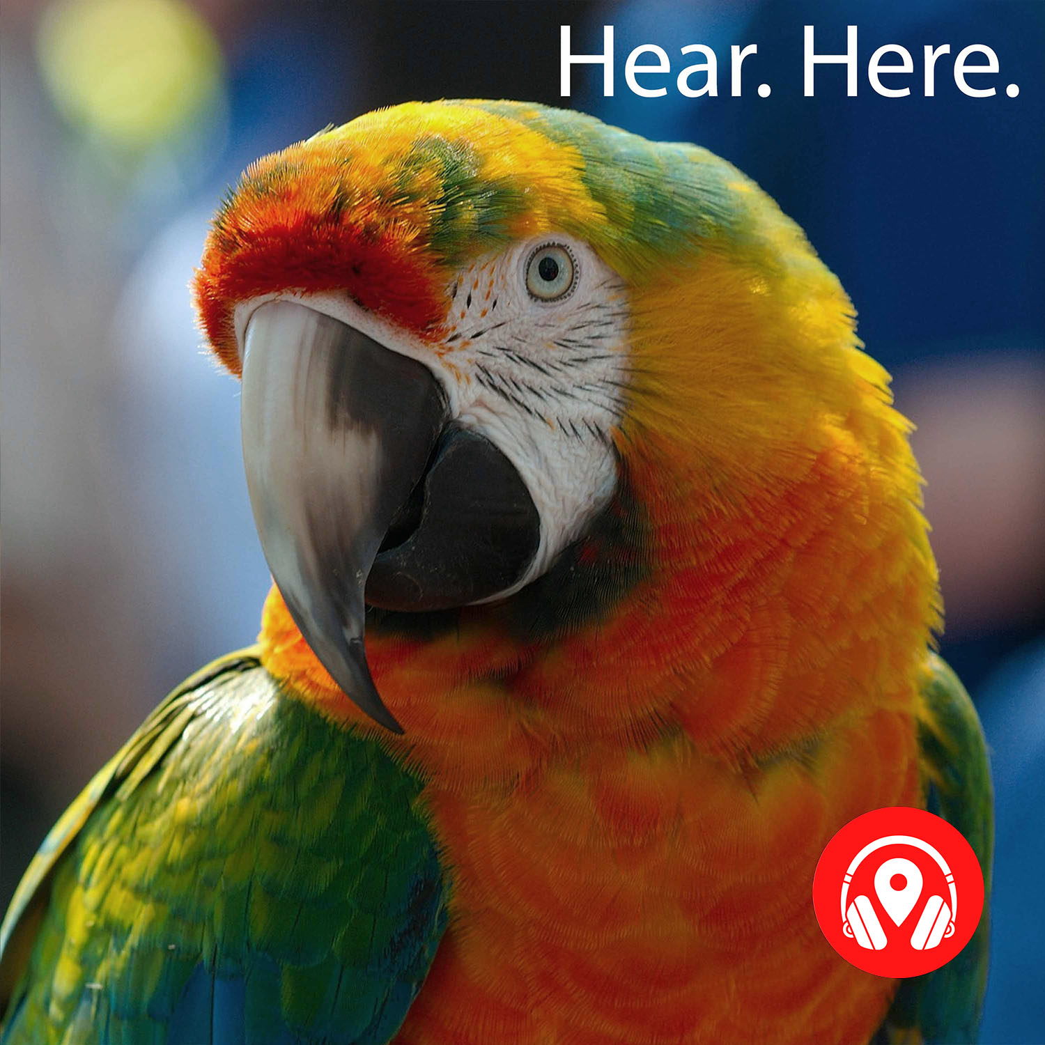 628925 Parrot Paradise