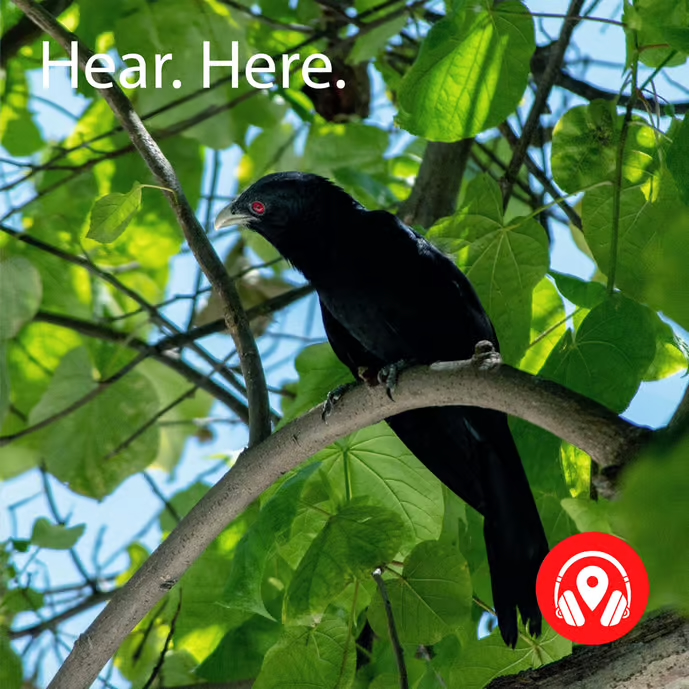 Asian Koel aka Uwu Bird (Reissue)