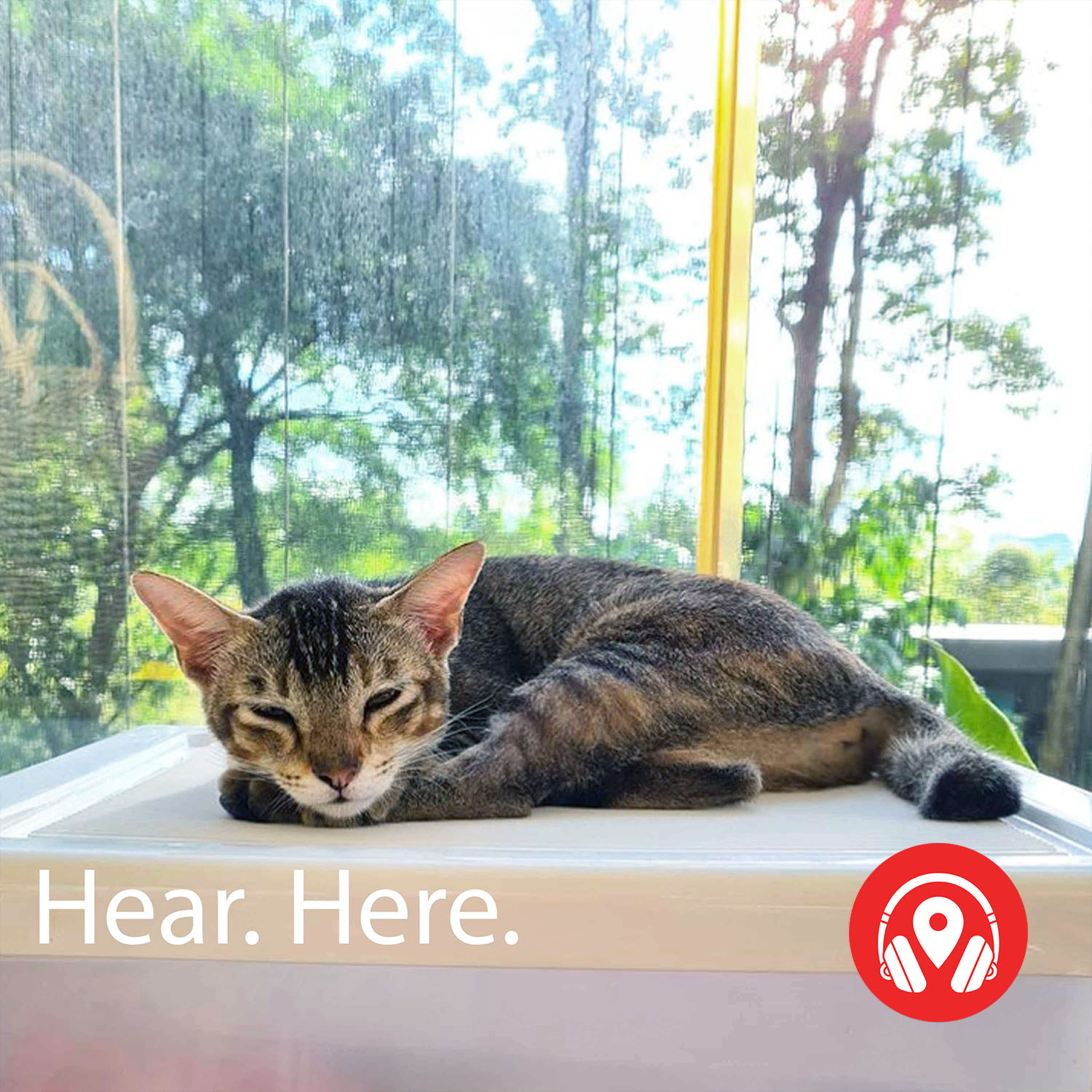 618643 Singapura Cat