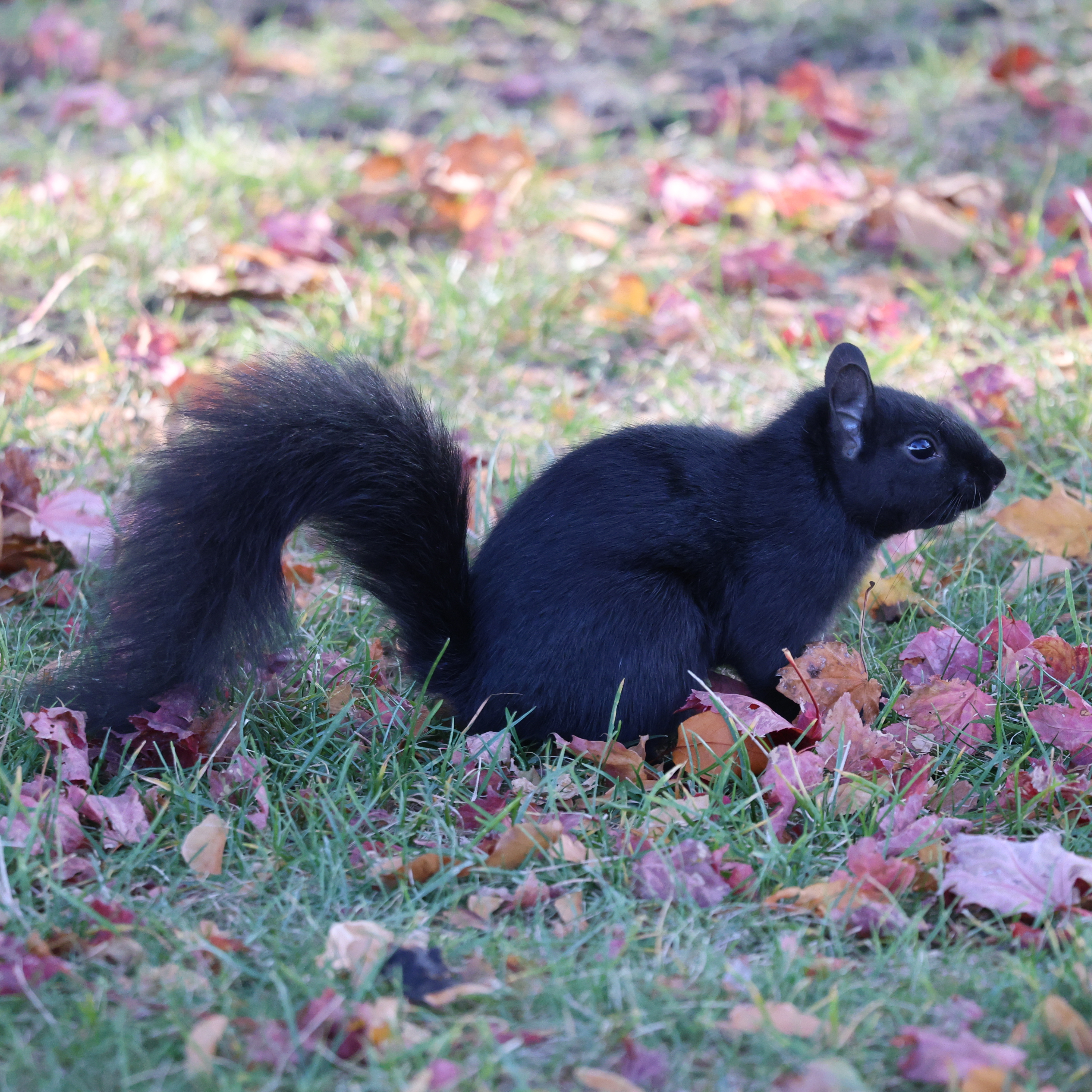Why is Michigan a black squirrel hotspot?