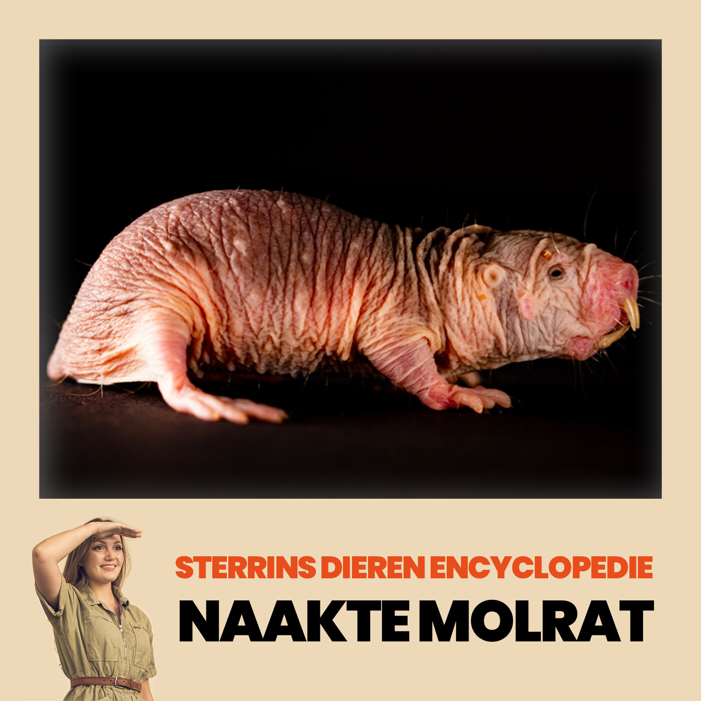 Sterrin\'s Dierenencyclopedie