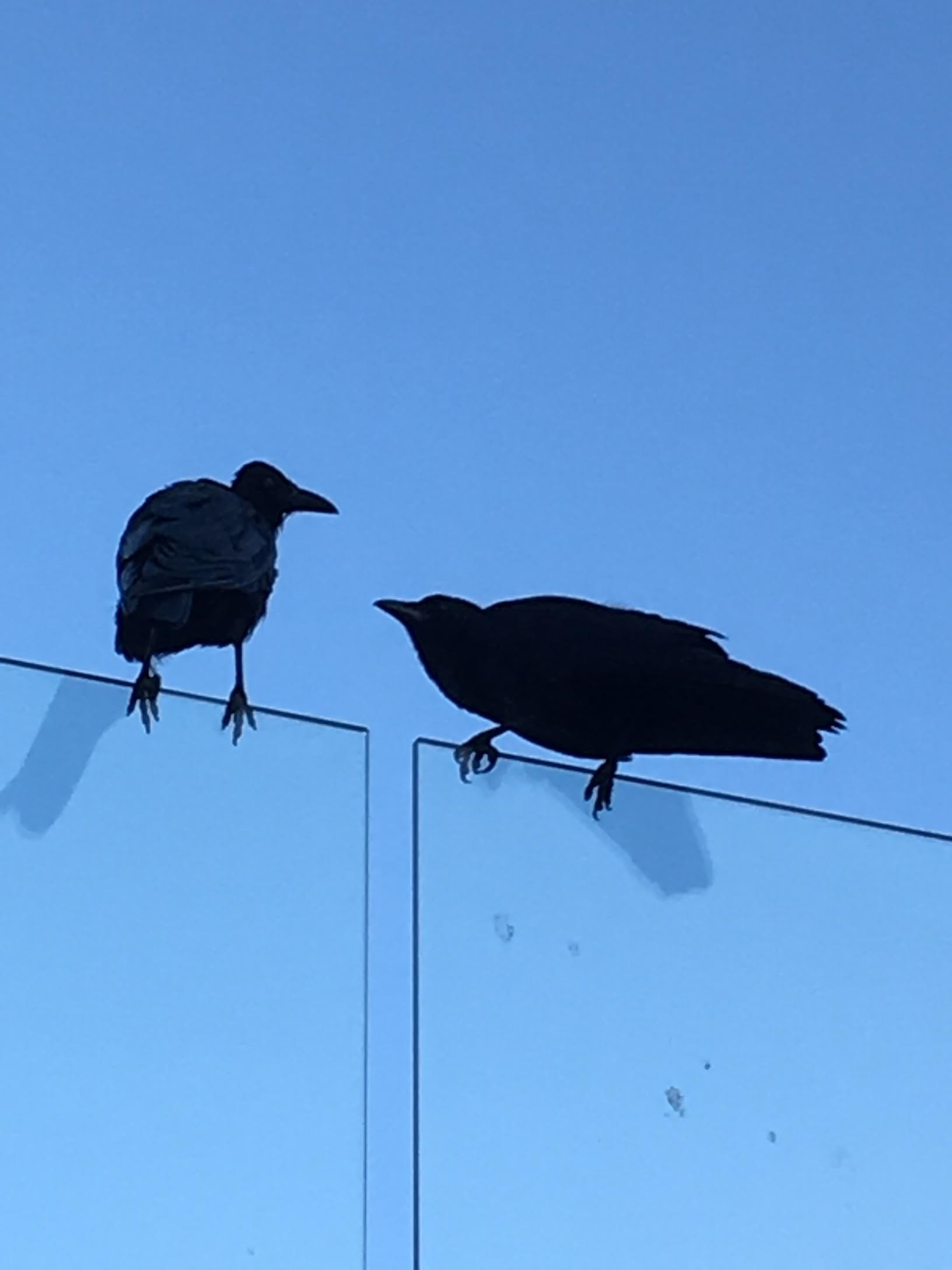 Bring Down The Birds Podcast - 2026-9-7