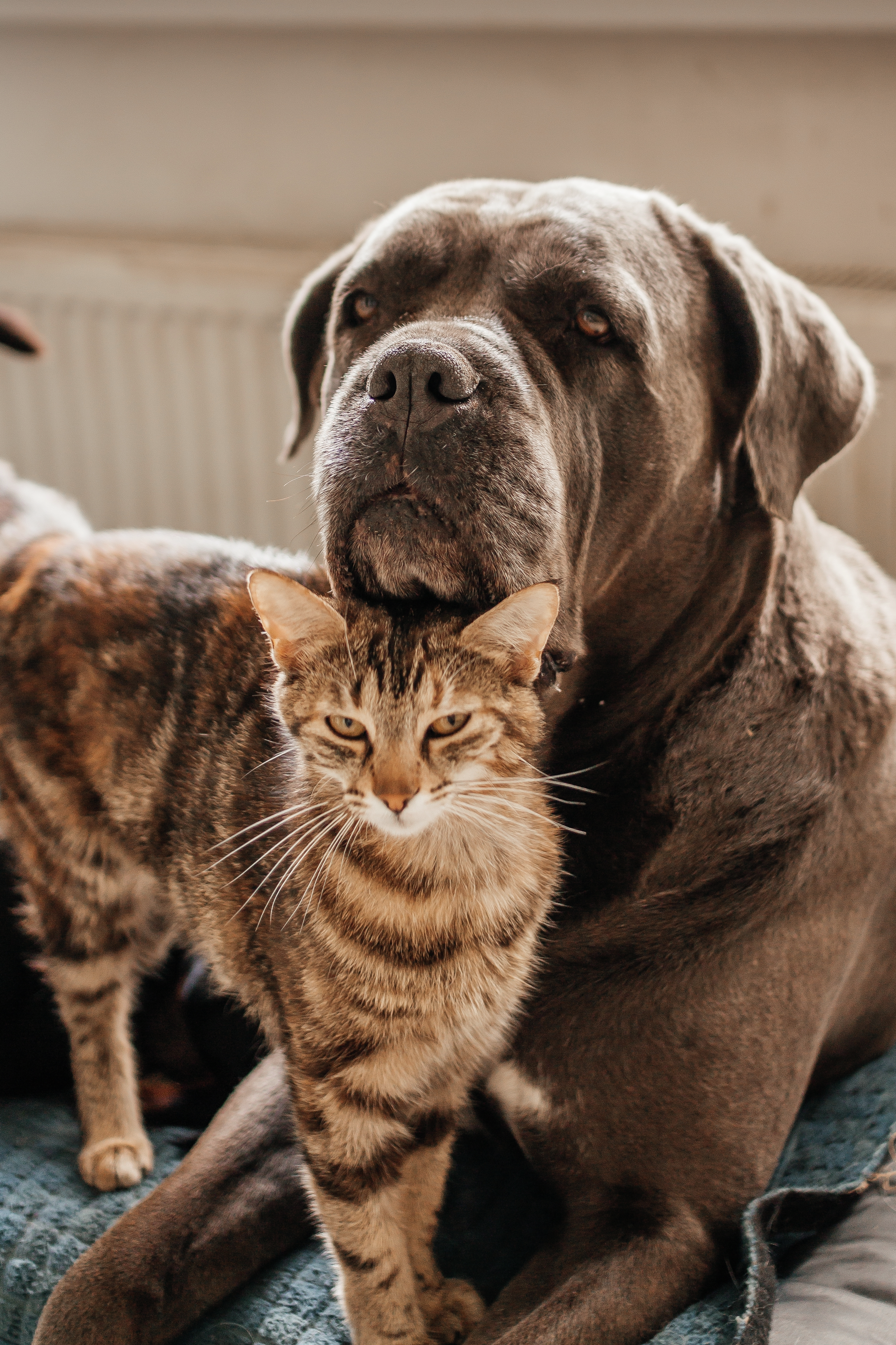 Dogs and Cats Love the Family Rosary (Family Rosary Across America) episode artwork