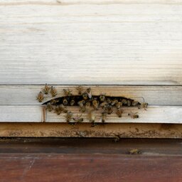 מוח כוורת: הביג דאטה שיציל את הדבורים