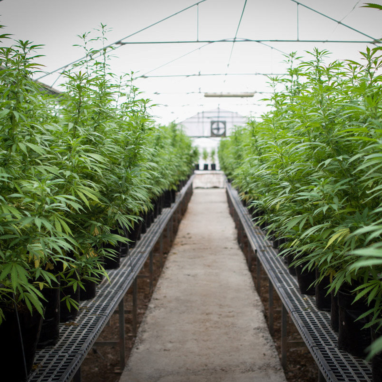 ישראל מתחילה לייצא קנאביס - כל מה שצריך לדעת