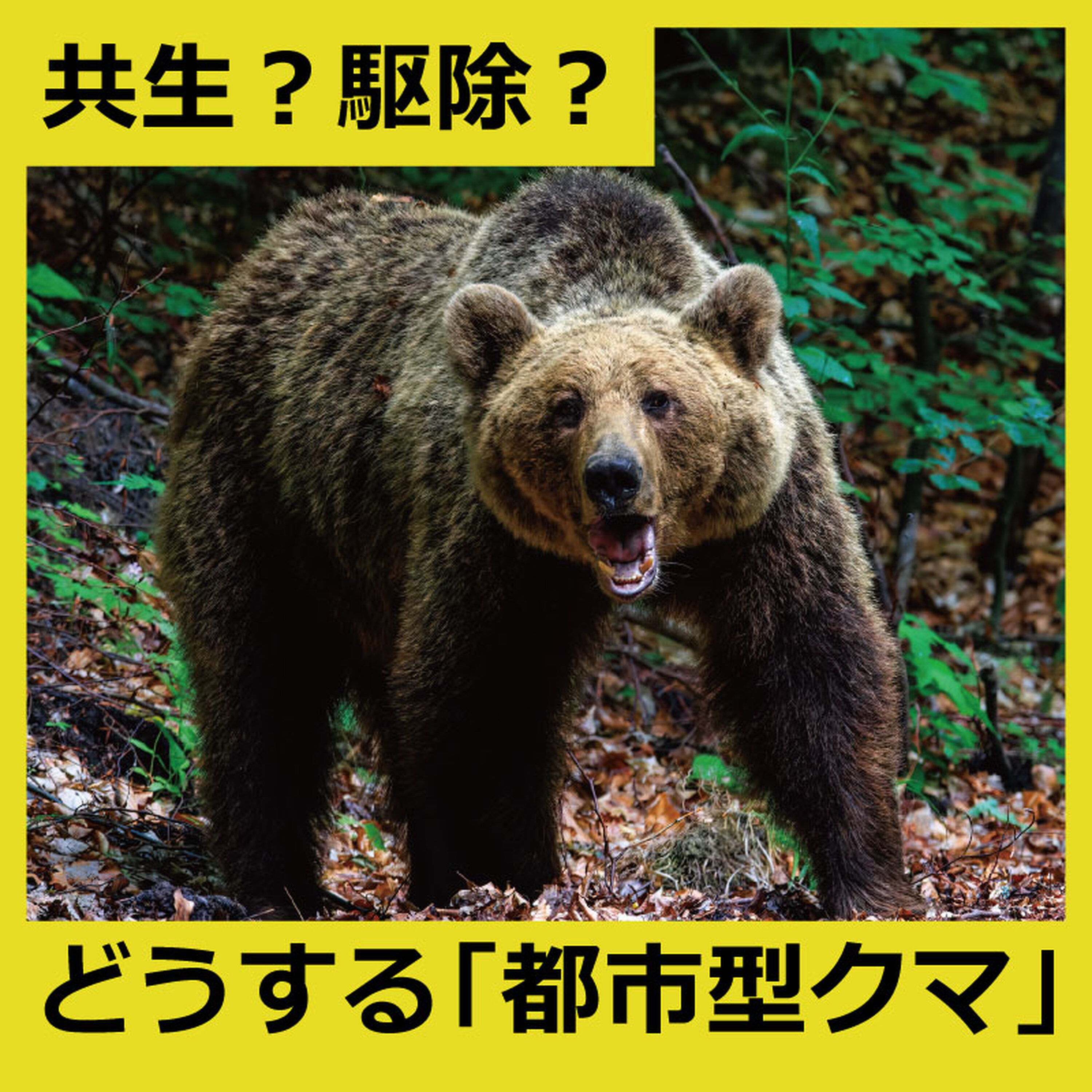 共生?駆除?急増する「都市型クマ」と人はどう向き合うべきか
