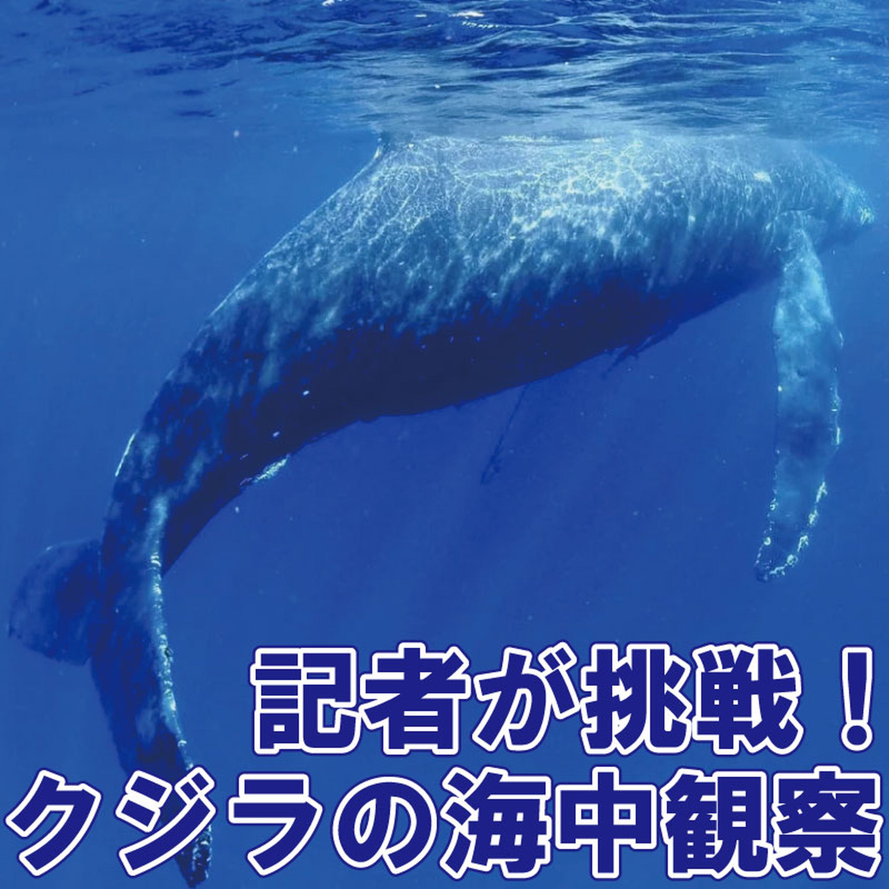 記者が挑戦!クジラの海中観察~奄美大島で楽しむ「ホエールスイム」 episode artwork