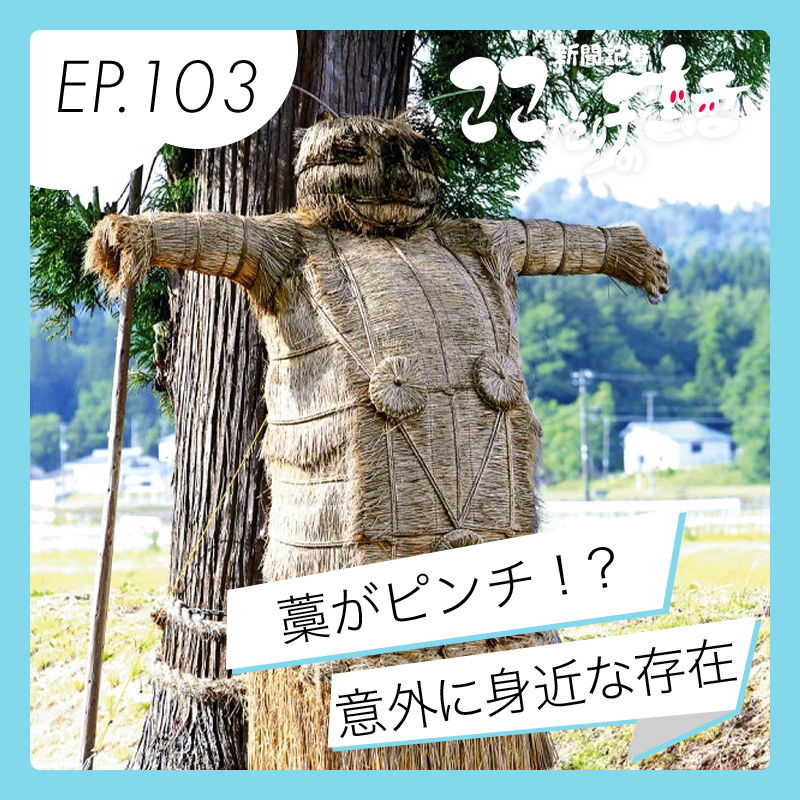 藁がピンチ!?　意外に知らない藁の世界