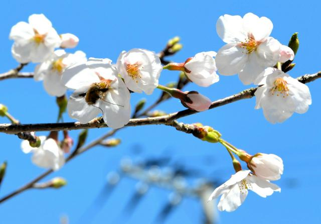 4月17日9時 国内・文化のニュースまとめ