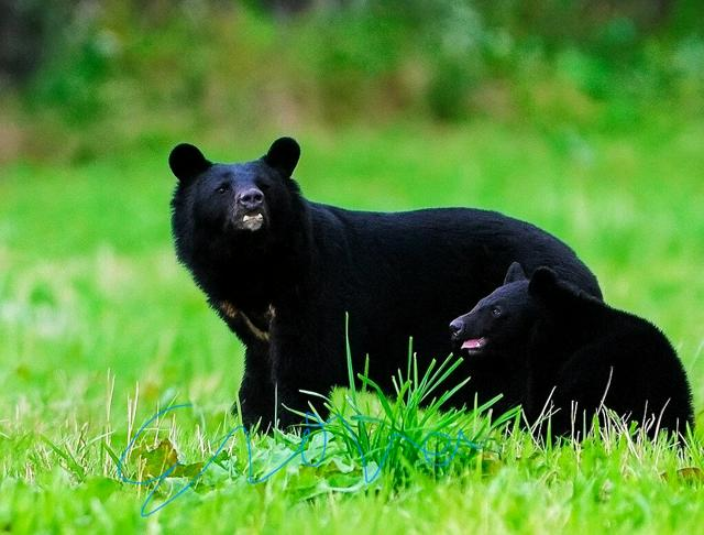 4月11日 12時のAI編集長ピックアップニュース