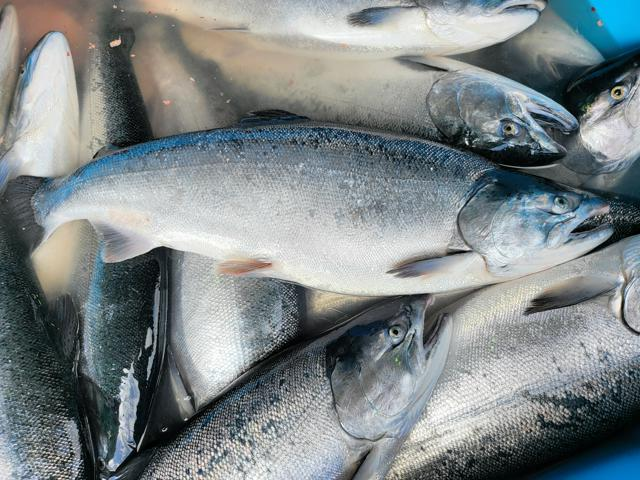 1月3日16時 国内・文化のニュースまとめ