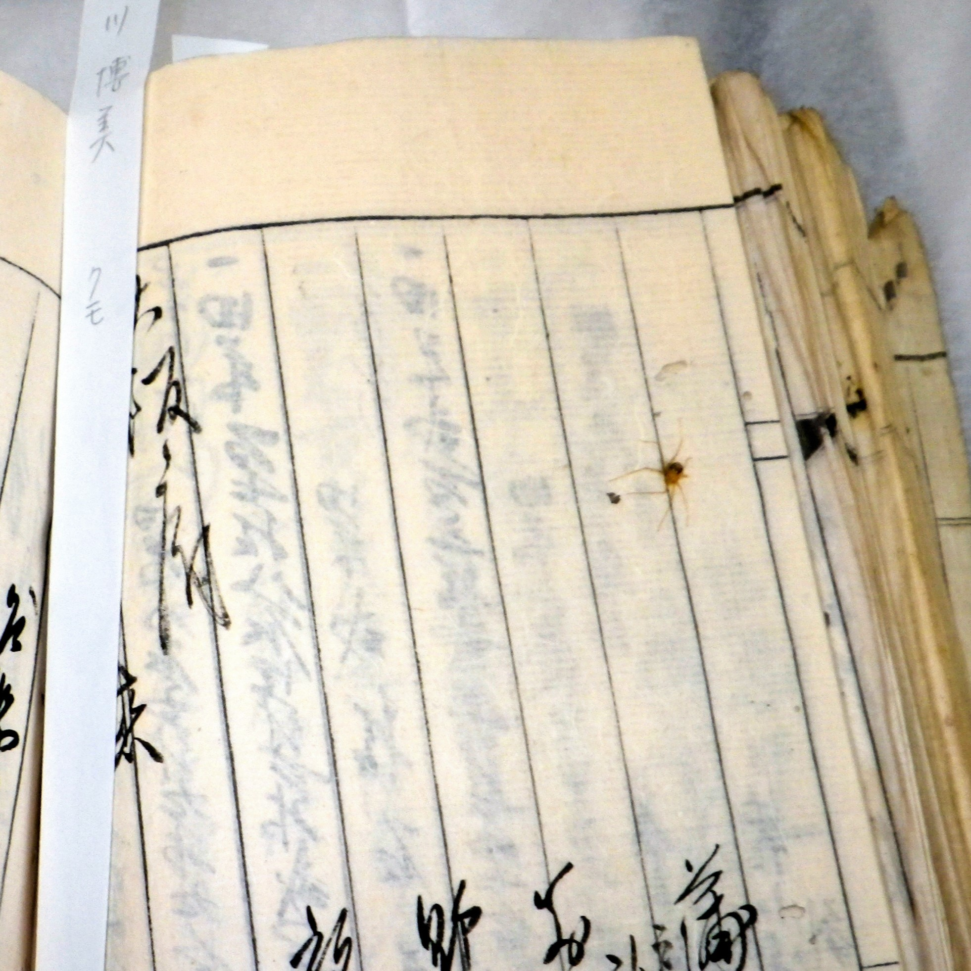 手つかずの蔵の奥から　ハチの新種を発見？　もんじょこむしの世界② #180